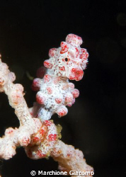 Pigmy sea horse
Nikon D200 , 105 micro, twin strobo
Lem... by Marchione Giacomo 